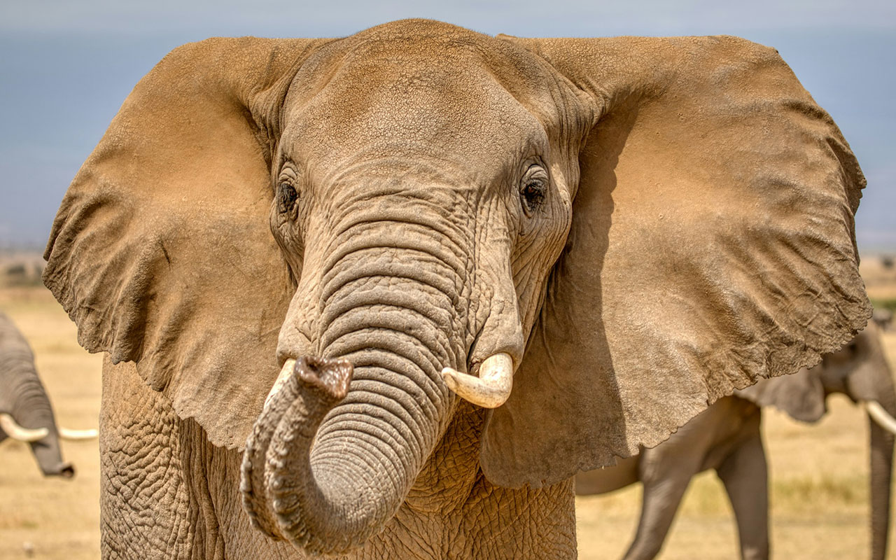 Elefante na selva