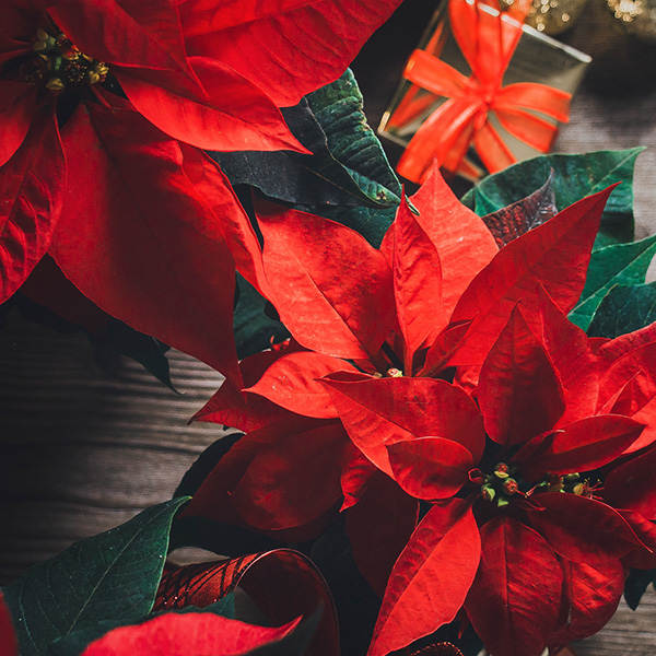 Natal