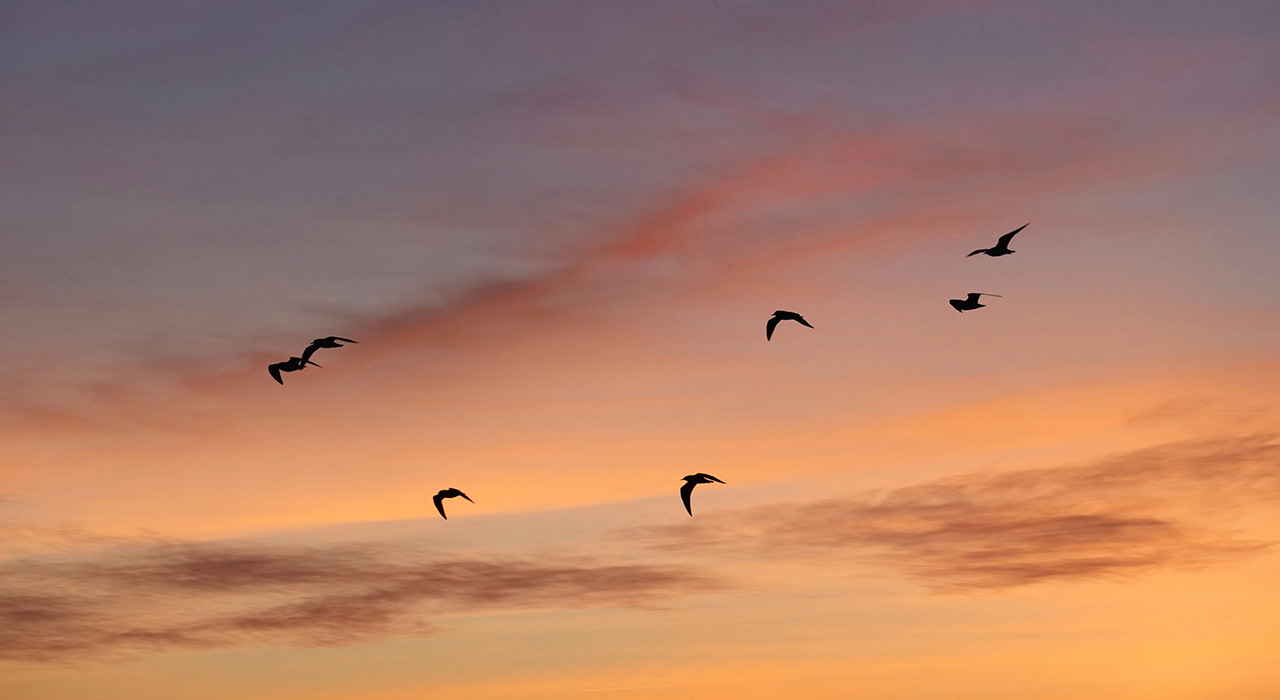 Migração de aves ao pôr do sol